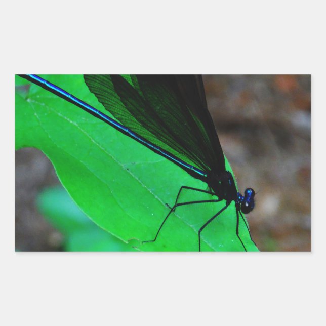 Blau Damselfly auf einem grünen Blatt. Rechteckiger Aufkleber (Vorderseite)