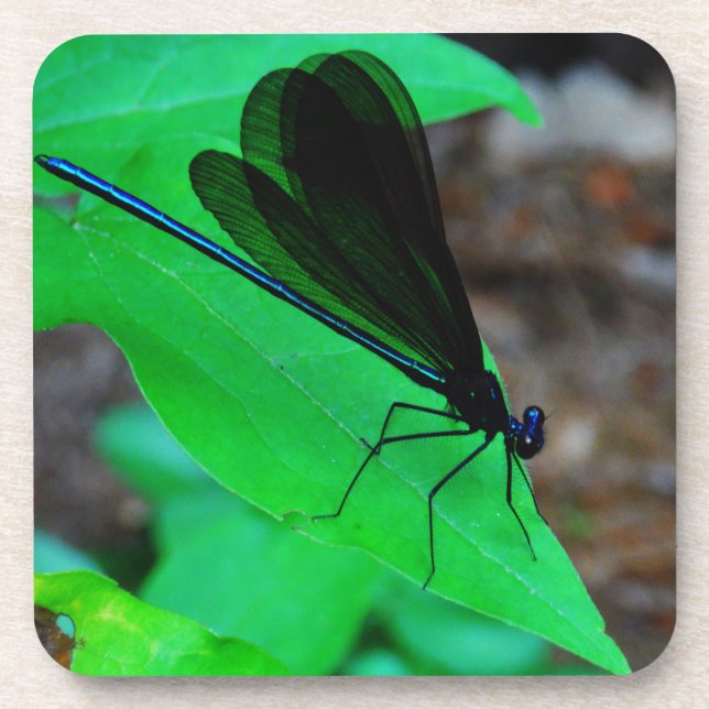 Blau Damselfly auf einem grünen Blatt. Untersetzer (Vorderseite)