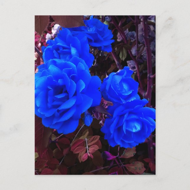 Blau-elektrische Rose Postkarte (Vorderseite)