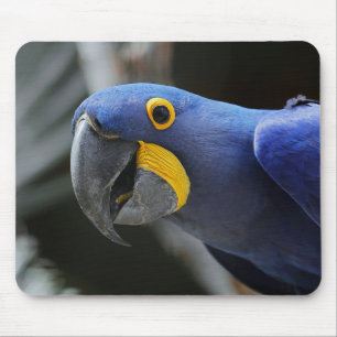 Blau-Gelb-Hyacinth-Papagei Mousepad