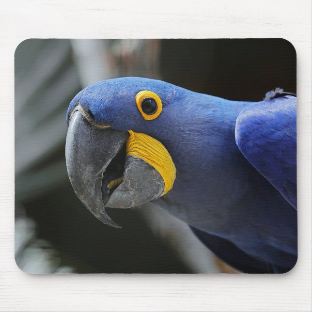 Blau-Gelb-Hyacinth-Papagei Mousepad (Vorne)