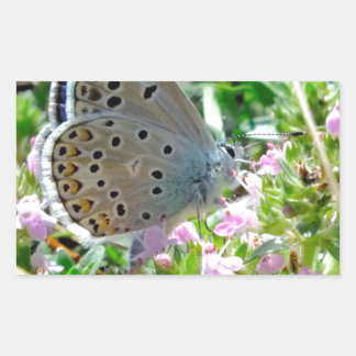 Blau gelb mit schwarzen Flecken Schmetterling auf Rechteckiger Aufkleber