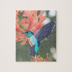 Blau-grüner Hummingvogel und orangefarbener Hibisk