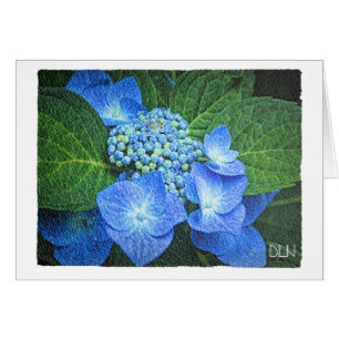 Blau-Hydrangea-Blume/Blütenfarben/Aquarellbild