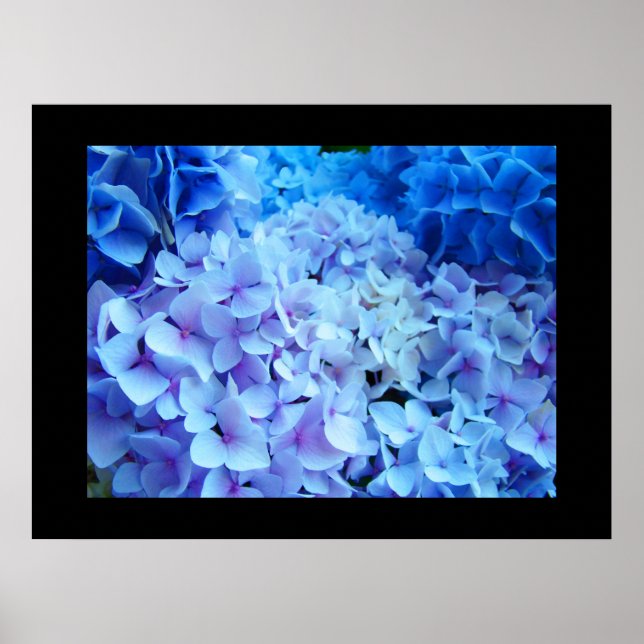 BLAU Hydrangea Garden Blume Kunstdrucke Poster (Vorne)