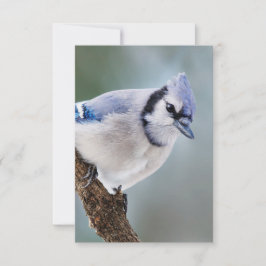 Blau-Jay auf einer unbedruckten Zweigstellenkarte RSVP Karte