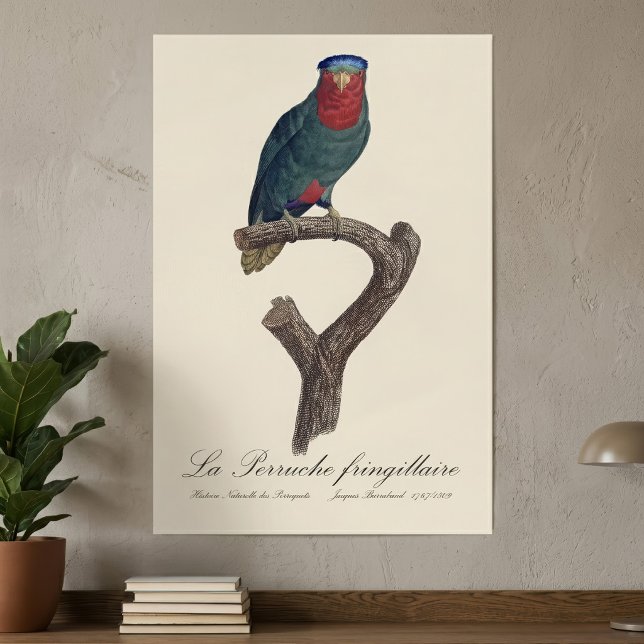 Blau-Kronen-Lori, Vini Australis Poster (Blue-Crowned Lorikeet, Vini Australis. Poster)