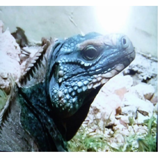 Blau-Leguan, die Weltseltenste Eidechse, an Fotoskulptur Schlüsselanhänger (Vorne)