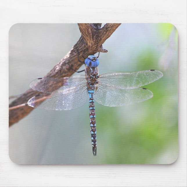 Blau - Mit Augen Darner Dragonfly Mousepad (Vorne)