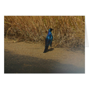 Blau-ohriger Starling