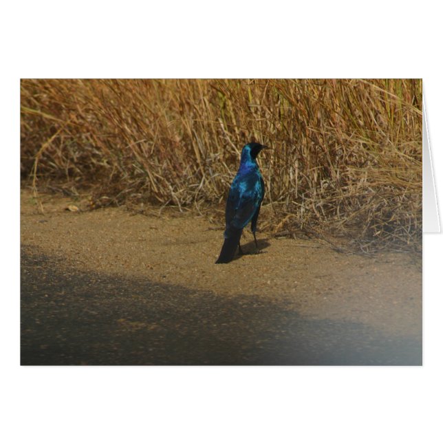 Blau-ohriger Starling (Vorderseite (Horizontal))