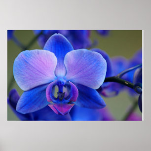 Blau-Pink-Orchid-Poster Poster