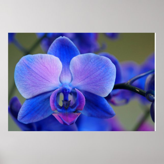 Blau-Pink-Orchid-Poster Poster (Vorne)