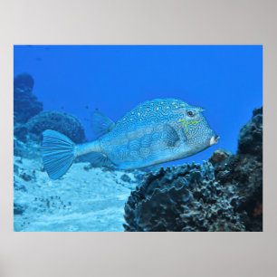 Blau Poster