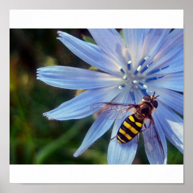blau poster (Vorne)