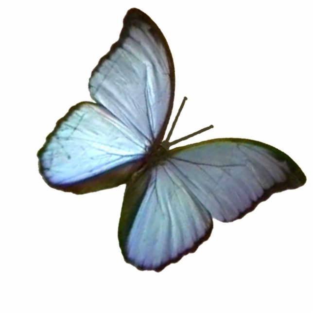 Blau-Schmetterling Weihnachtsverzierungs-Freiburgs Fotoskulptur Ornament (Vorne)