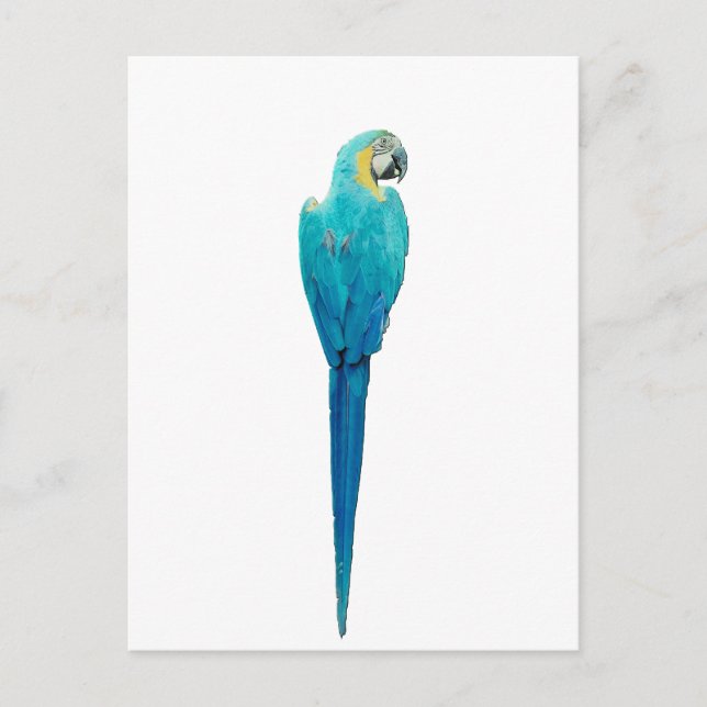 Blau und Gelb von Junglewalk.com Postkarte (Vorderseite)