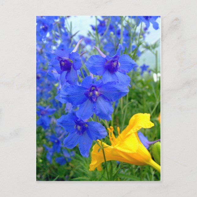 Blau- und Gelbblumen Postkarte (Vorderseite)