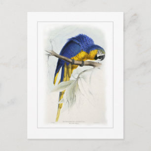 Blau- und Gelbmacaw Postkarte