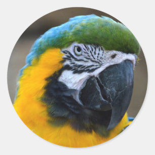Blau und Goldmacaw plappern Hauptansicht c nach Runder Aufkleber