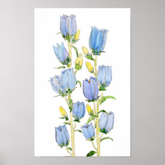 Blau und lila Canterbury Glocken Aquarell Poster