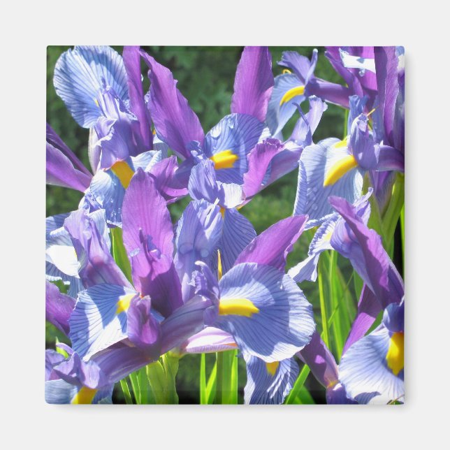 Blau und Lila Ire Magnet (Vorne)