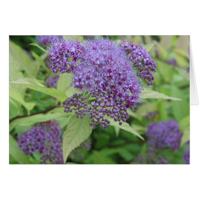 Blau und Limon (Vorderseite (Horizontal))