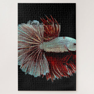 Blau und Rosa Betta Splendens, SiamKämpfeFisch