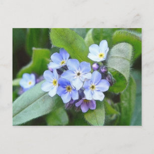 Blau Vergiss mich nicht Blume Postkarte