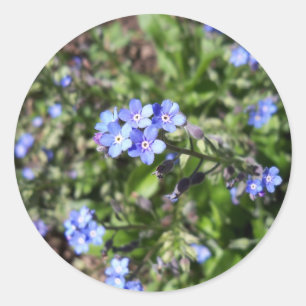 Blau Vergiss mich nicht Sticker