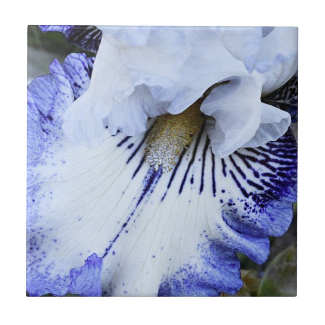Blau-weiße Bartu-Iris Fliese (Vorderseite)