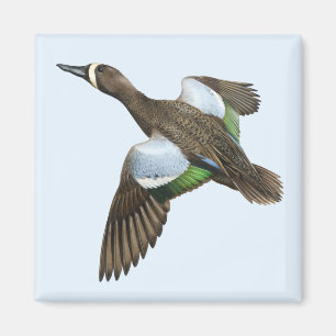 Blau-winged aquamariner Magnet