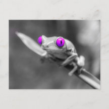 Blauäugiger Frosch