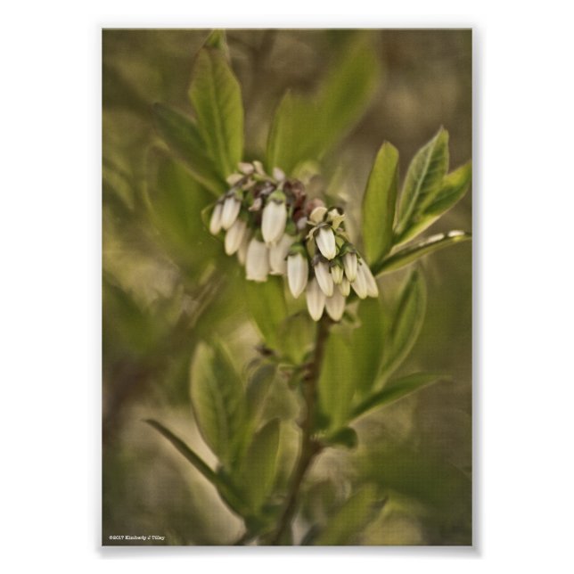 Blaubeere 585 fotodruck (Vorne)