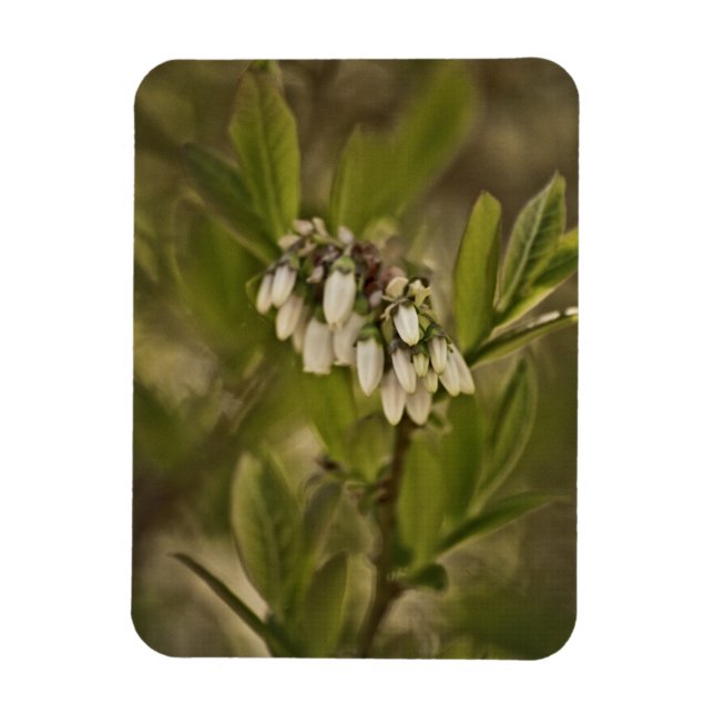 Blaubeere 585 magnet (Vertikal)