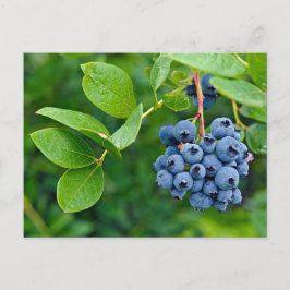 Blaubeere Postkarte