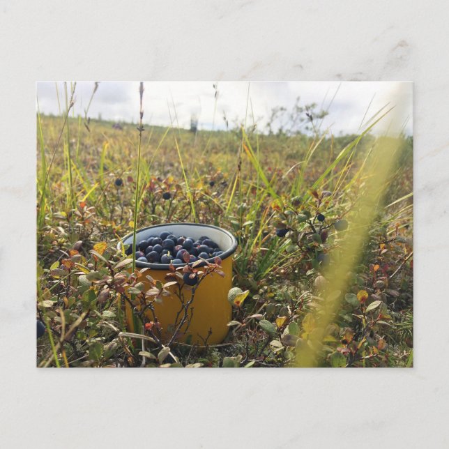 Blaubeeren auf der Alaska-Tundra Postkarte (Vorderseite)