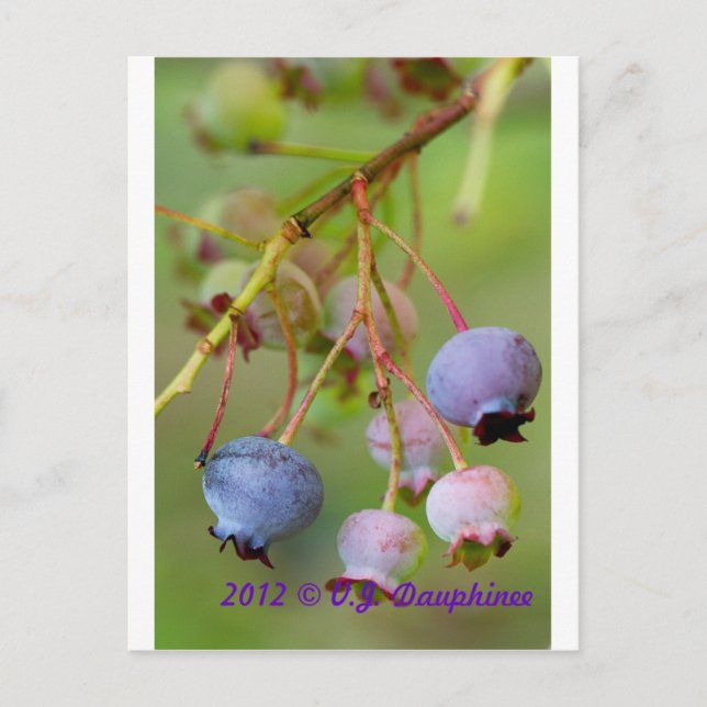 Blaubeeren: nah postkarte (Vorderseite)