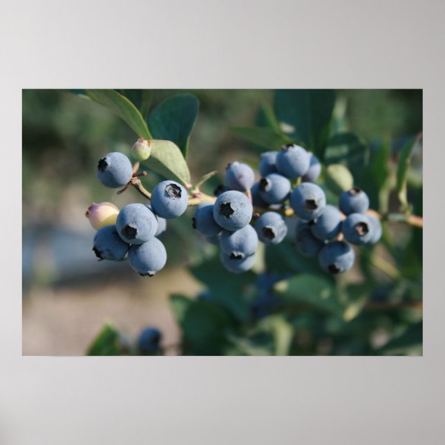 Blaubeeren-Plakat Poster (Vorne)