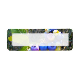 Blaubeeren über Bush