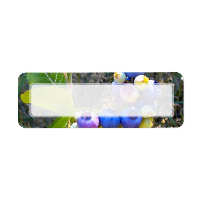 Blaubeeren über Bush (Vorne)
