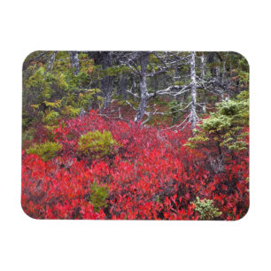 Blaubeersträucher und Kiefern Magnet