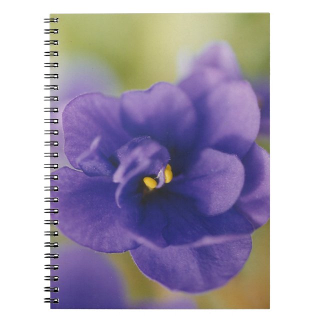 Blaublühende Blume von Violet Saintpaulia Zoomed Notizblock (Vorderseite)