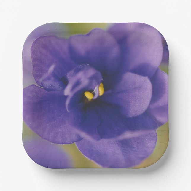 Blaublühende Blume von Violet Saintpaulia Zoomed Pappteller (Vorderseite)