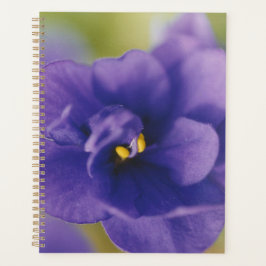 Blaublühende Blume von Violet Saintpaulia Zoomed Planer