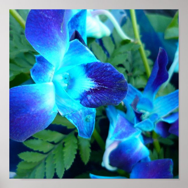 Blaublumen Nature Poster (Vorne)