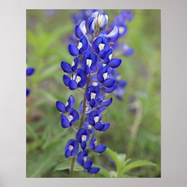 Blaublütenposter Poster (Vorne)