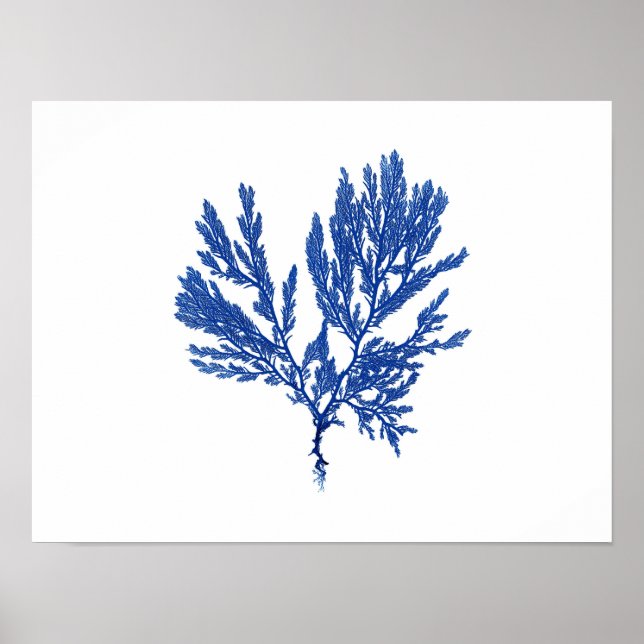 Blaue Algen #4 42x32cm Poster (Vorne)