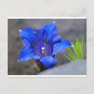 Blaue Alpen Enzian Blume Postkarte