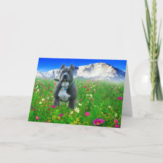 Blaue amerikanische Pitbull Terrier, Spiess-Spitze Karte